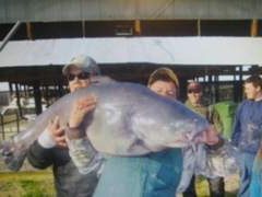 Night Stalker Guide Service - A group of people are holding up a large catfish.