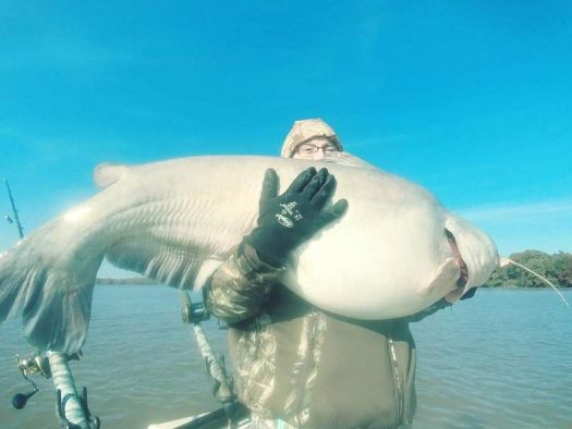 A man displaying a massive catfish on a boat during a catfish charter.